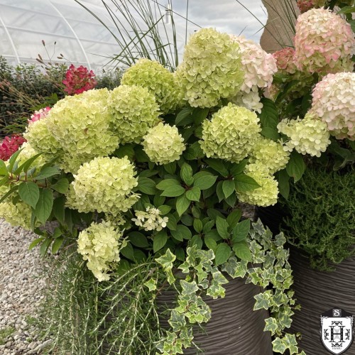 Hydrangea paniculata 'Panatella' - Aedhortensia 'Panatella' C10/10L